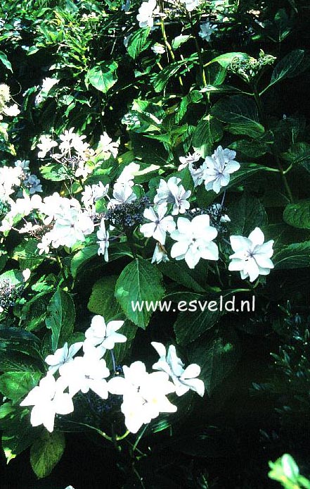 Hydrangea macrophylla 'Miyake-shin-yae' Hydrangea macrophylla 'Miyake-shin-yae'