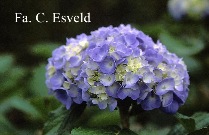 Hydrangea macrophylla 'Mme. Faustin Travouillon'