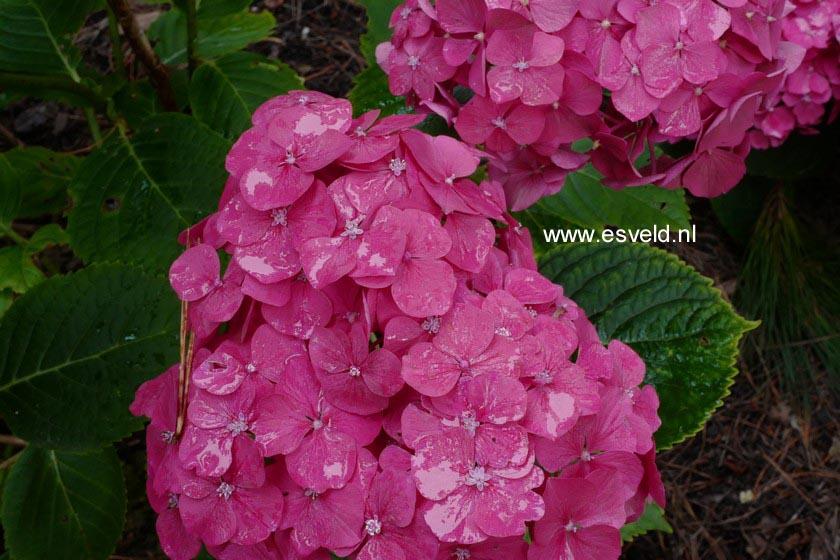 Hydrangea macrophylla 'Mme. G.J. Bier'