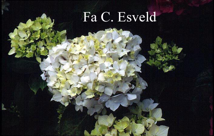 Hydrangea macrophylla 'Mme. Gilles-Gougon'