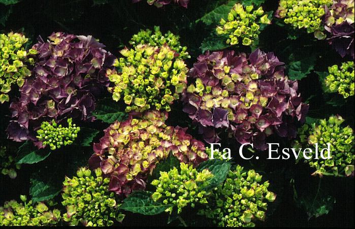 Hydrangea macrophylla 'Montfort Perle'