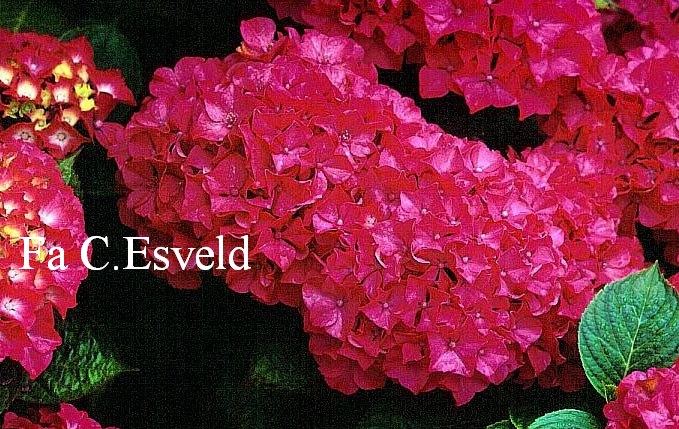 Hydrangea macrophylla 'Morgenrot'