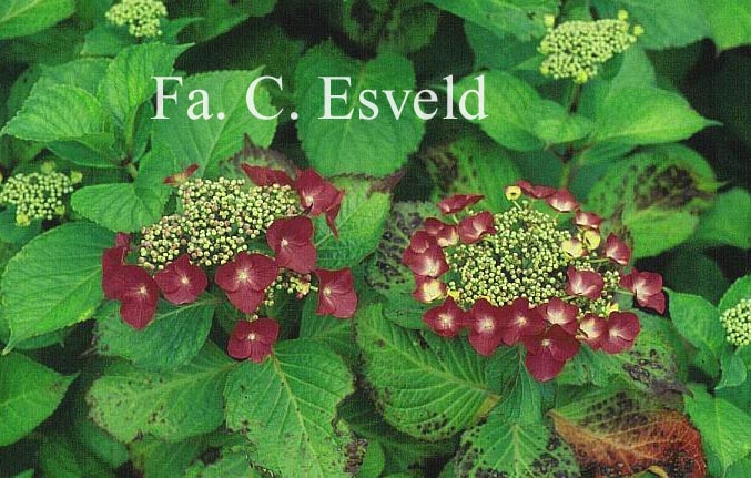 Hydrangea macrophylla 'M&ouml;we'