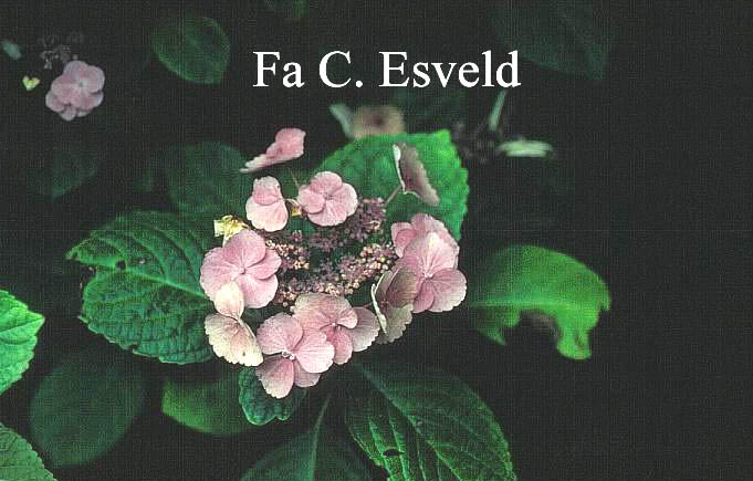 Hydrangea macrophylla 'M&uuml;cke'