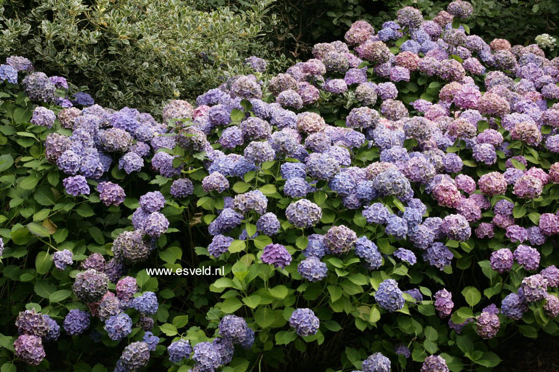 Hydrangea macrophylla 'Niedersachsen'
