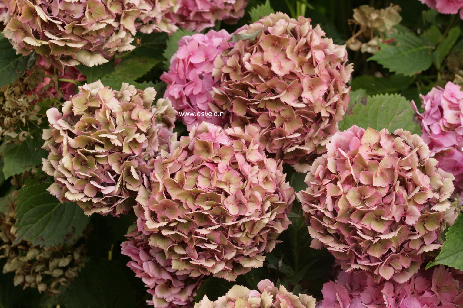 Hydrangea macrophylla 'Paris'