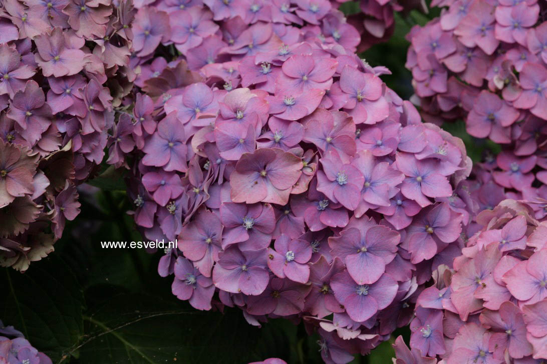 Hydrangea macrophylla 'Parzifal'
