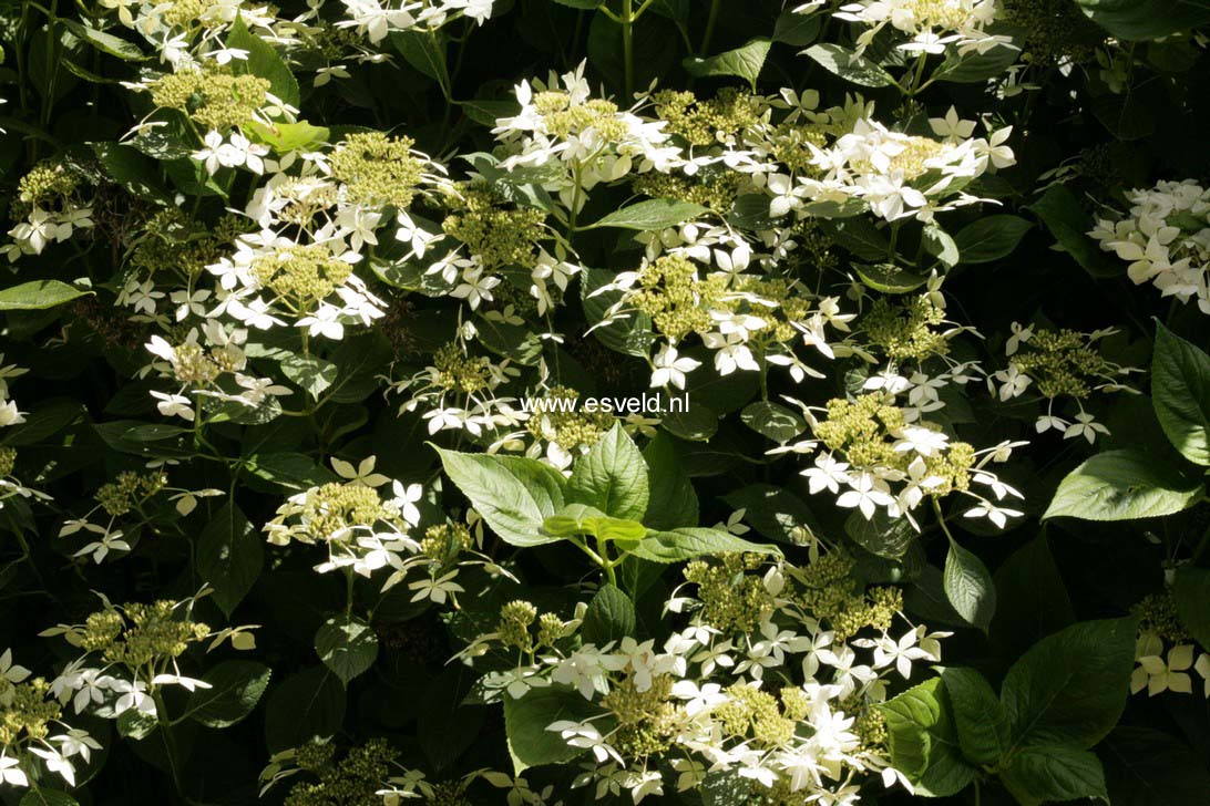 Hydrangea macrophylla 'Pengwyn'
