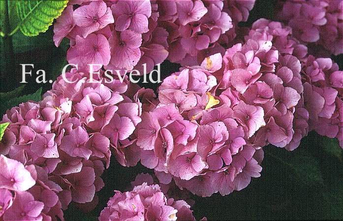 Hydrangea macrophylla 'Pensee'
