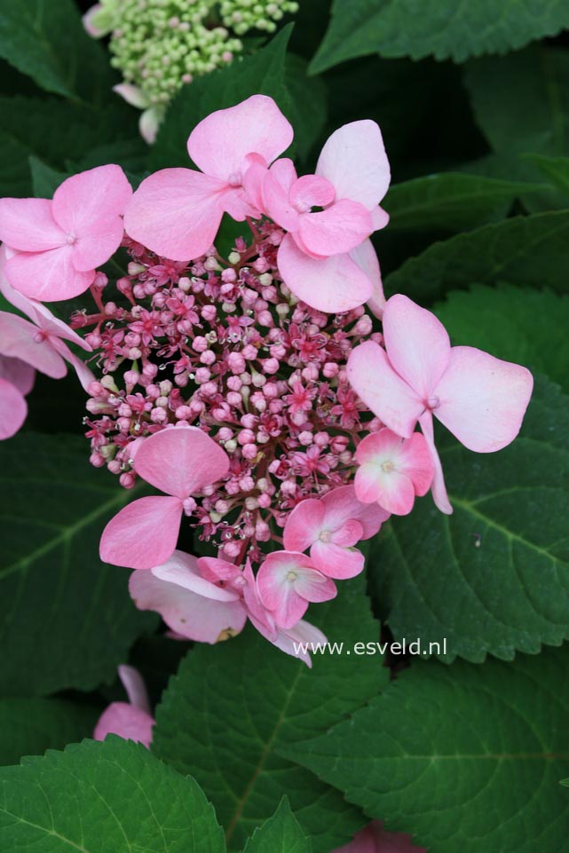 Hydrangea macrophylla 'Phiim' (TWIST-N-SHOUT)