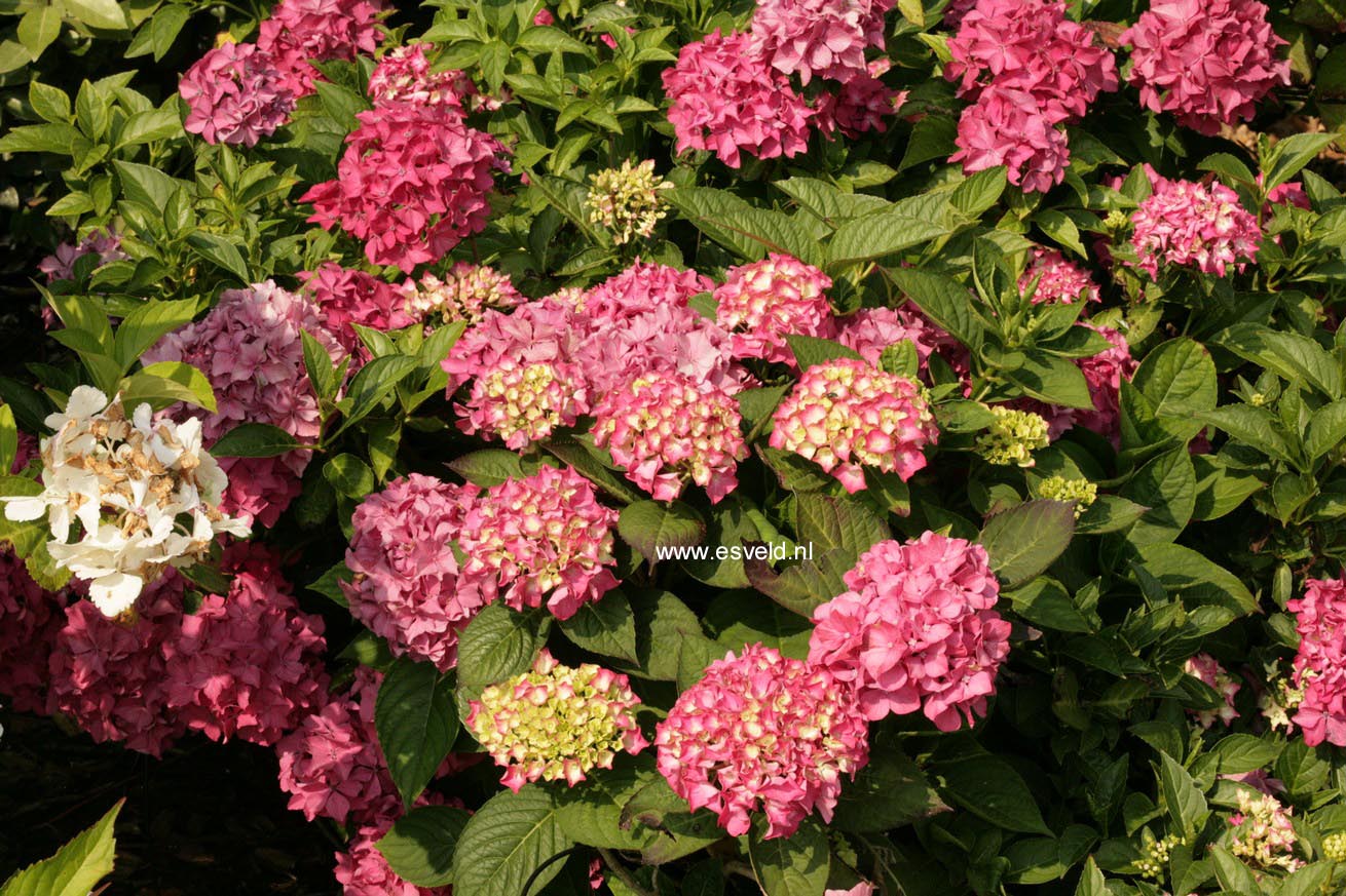 Hydrangea macrophylla 'Pia'