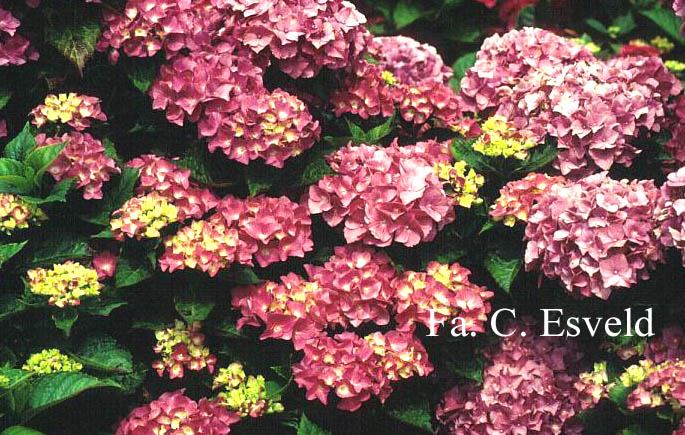 Hydrangea macrophylla 'Pink & Pretty'