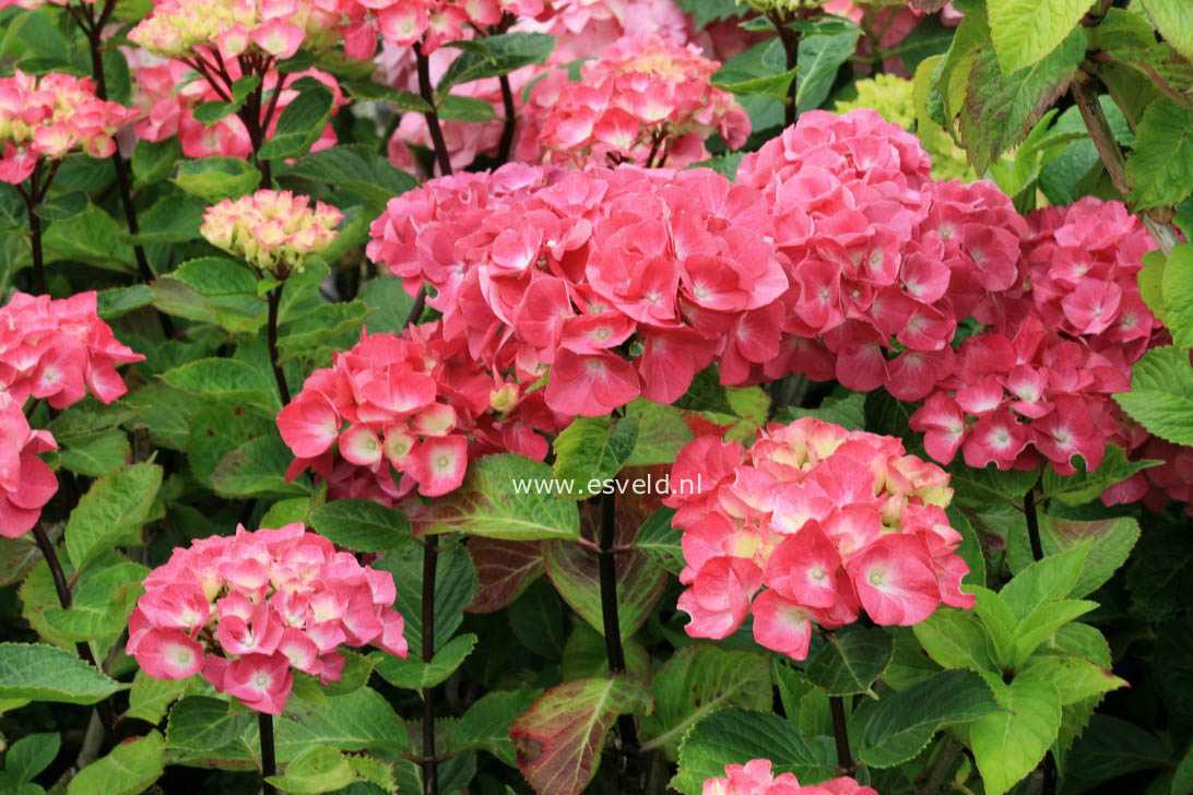 Hydrangea macrophylla 'Pink Ball' (BLACK STEEL)