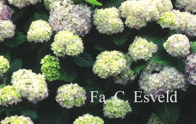 Hydrangea macrophylla 'Pink Princess'