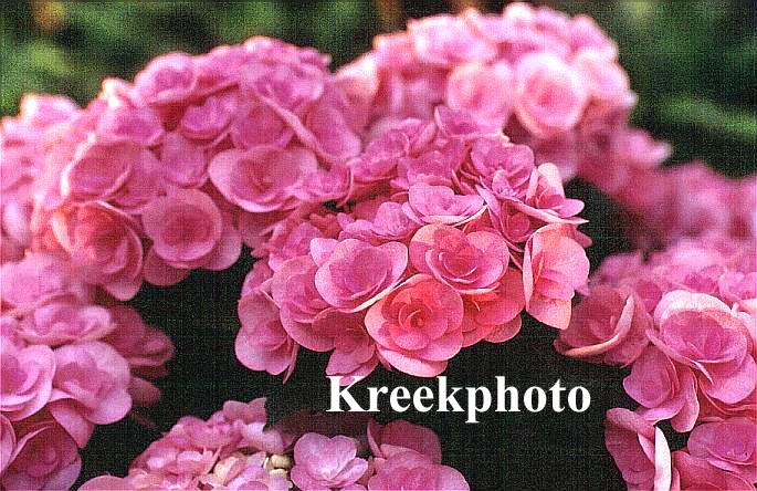 Hydrangea macrophylla 'Posy-bouquet Elegance'