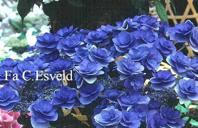 Hydrangea macrophylla 'Posy-bouquet Kaysey'