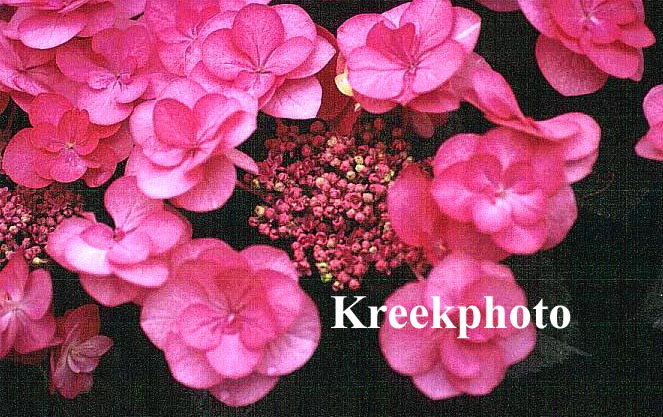 Hydrangea macrophylla 'Posy-bouquet Suzy'