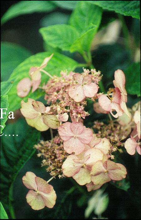 Hydrangea macrophylla 'Pretty Woman'