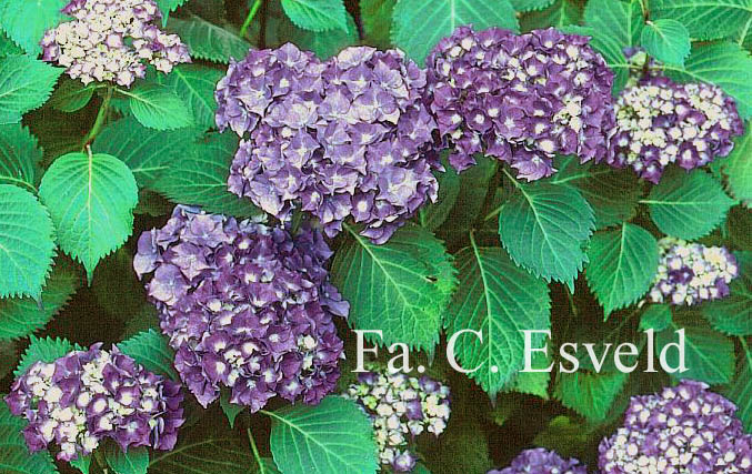 Hydrangea macrophylla 'Queen Elizabeth'