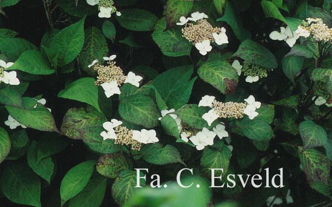 Hydrangea macrophylla 'Ramis Pictis'