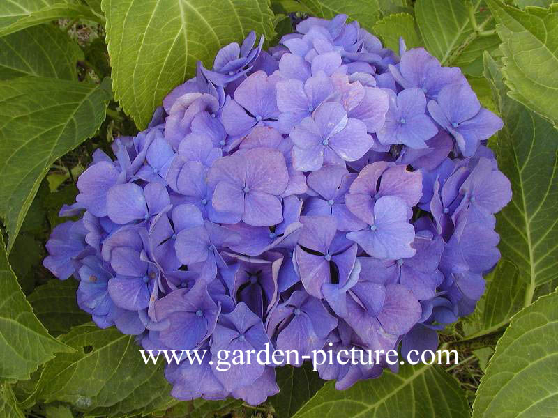 Hydrangea macrophylla 'Raymond Draps'