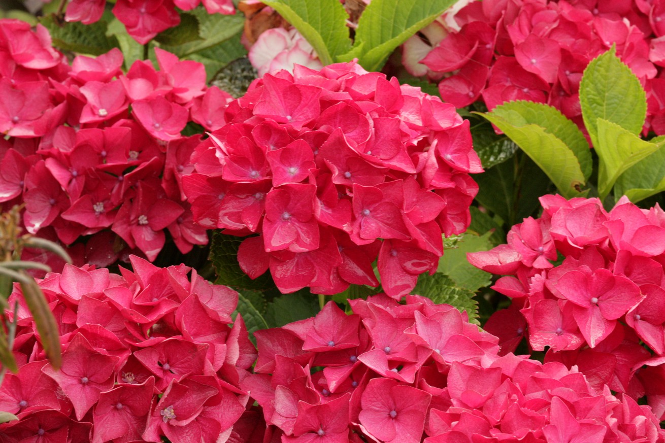 Hydrangea macrophylla 'Red Beauty'