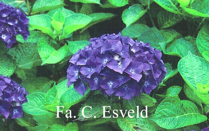 Hydrangea macrophylla 'Red Star'