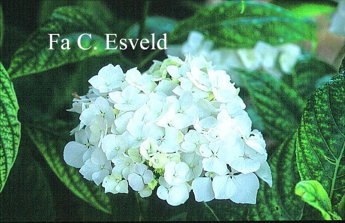 Hydrangea macrophylla 'Regula'