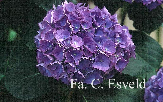 Hydrangea macrophylla 'Renate Steiniger'