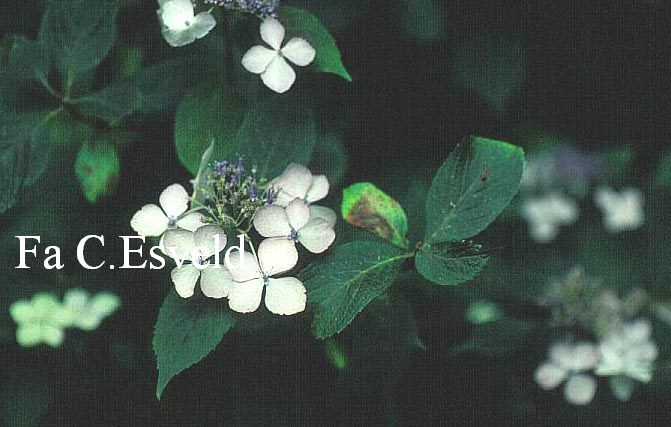 Hydrangea macrophylla 'Revelation'