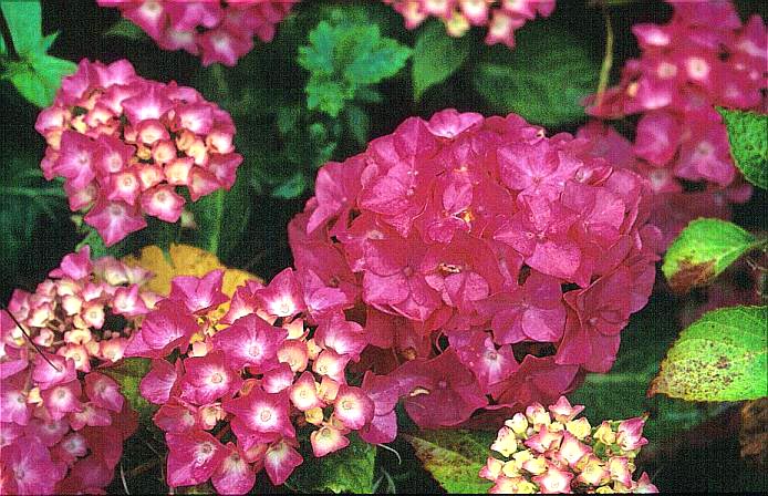 Hydrangea macrophylla 'Rex'