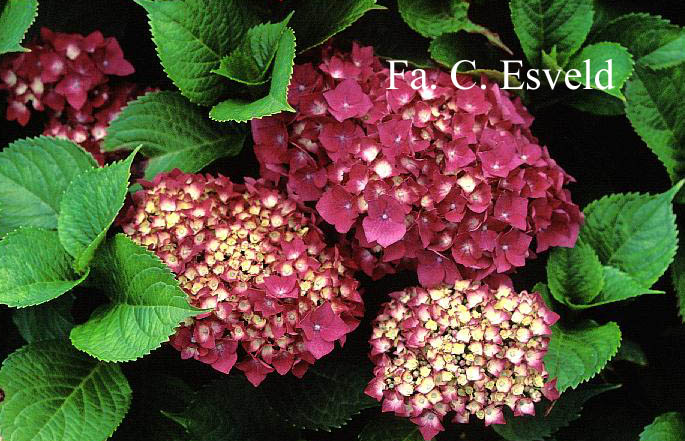 Hydrangea macrophylla 'Rheinland'