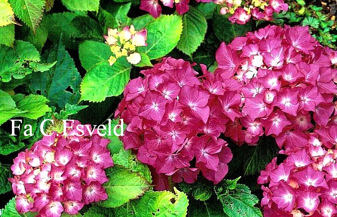 Hydrangea macrophylla 'Robur'