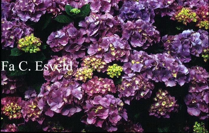 Hydrangea macrophylla 'Rosabella'