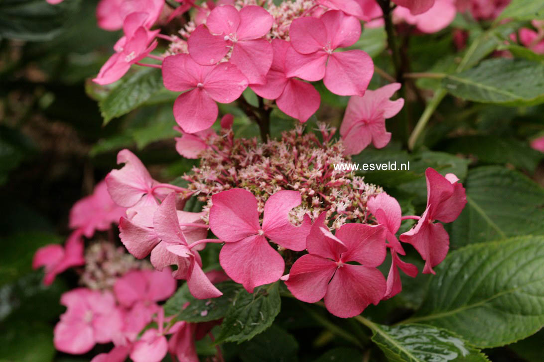 Hydrangea macrophylla 'Rotdrossel'