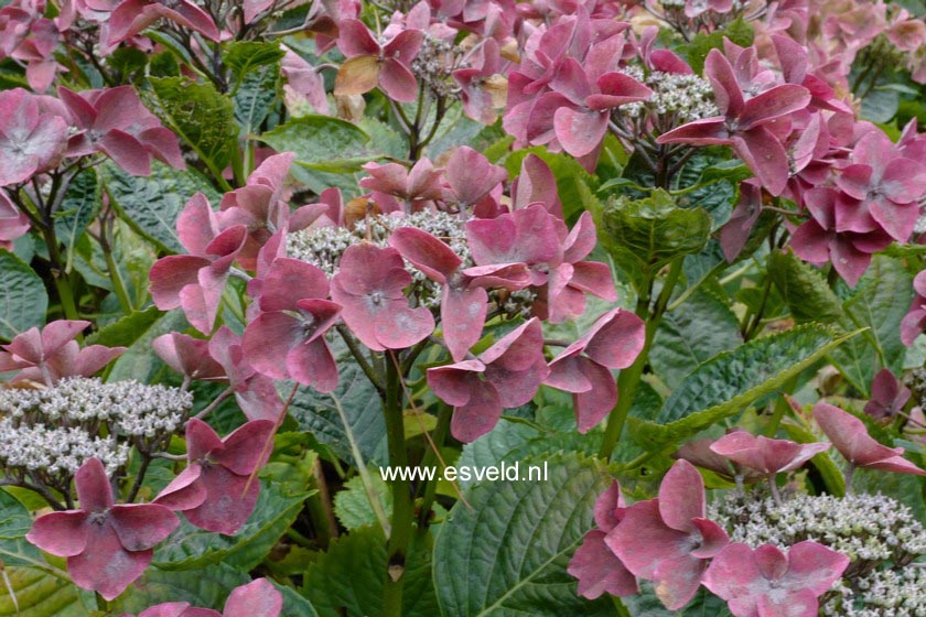 Hydrangea macrophylla 'Rotkehlchen'