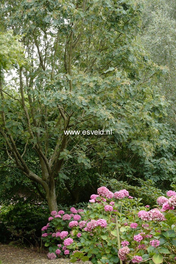 Hydrangea macrophylla 'Sainte Claire'