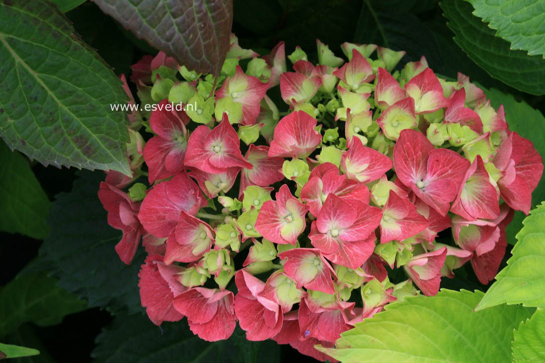Hydrangea macrophylla 'Satinette'