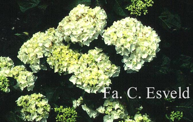 Hydrangea macrophylla 'Schwan'