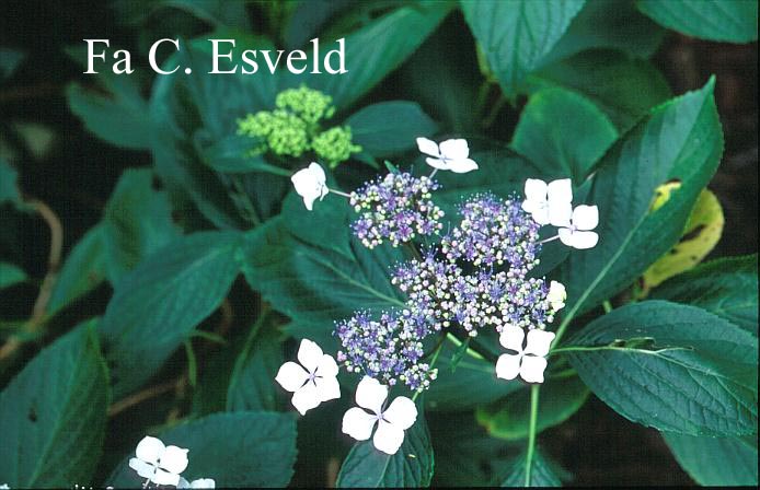 Hydrangea macrophylla 'Sea Foam'