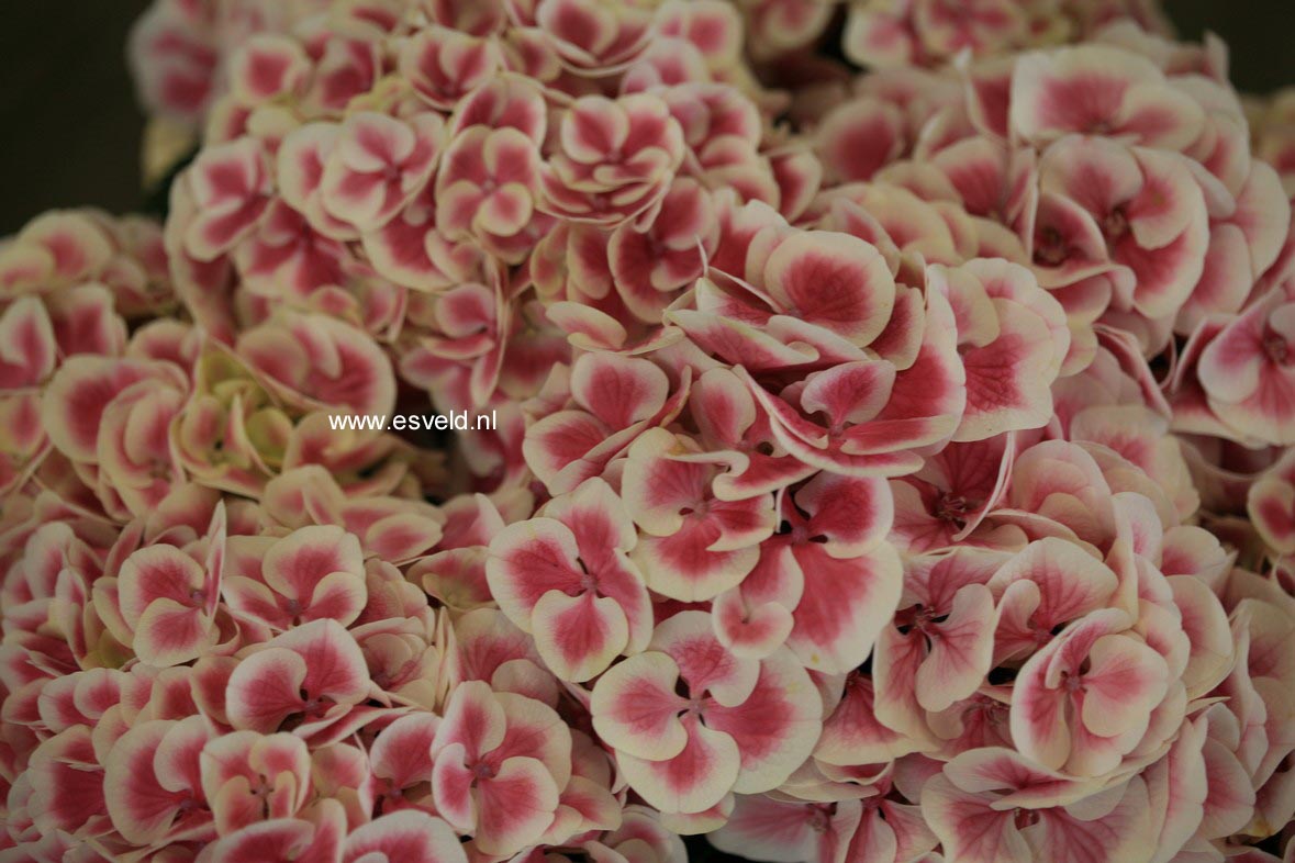 Hydrangea macrophylla 'Sensation 75' (syn. 'Harlequin')