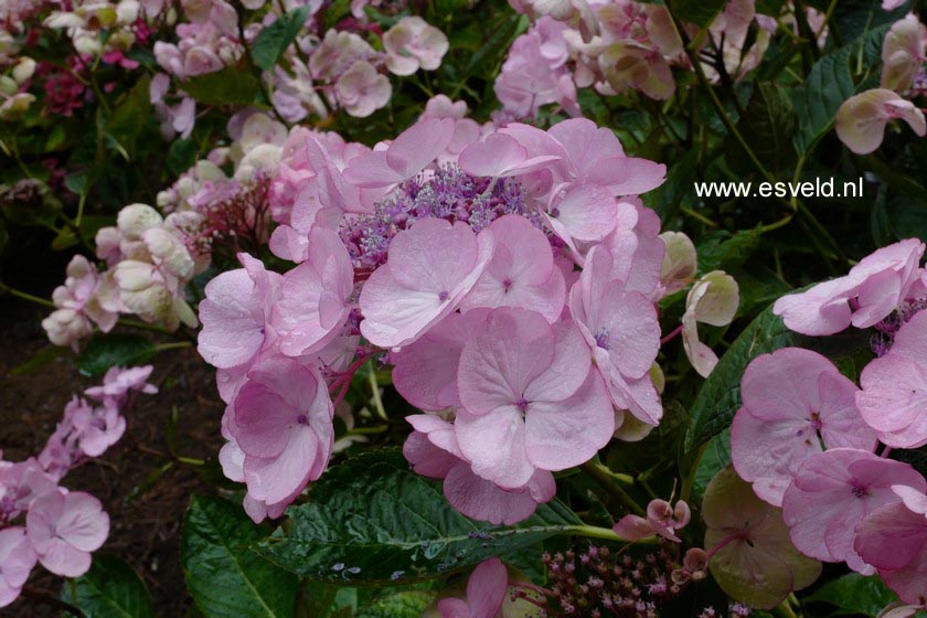 Hydrangea macrophylla 'Sheila'
