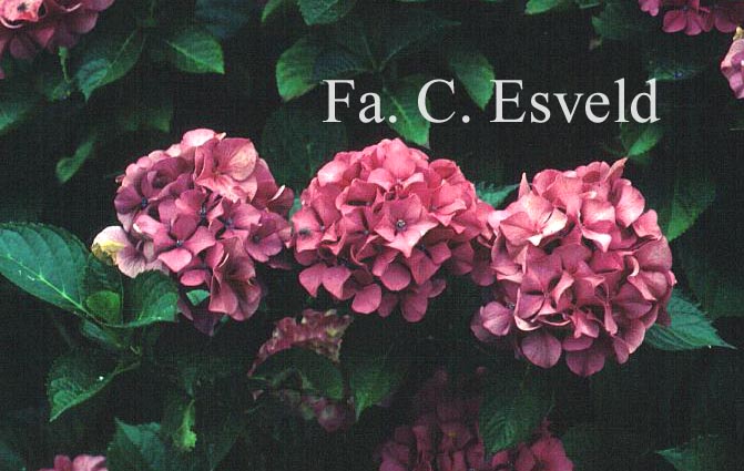 Hydrangea macrophylla 'Sibilla'