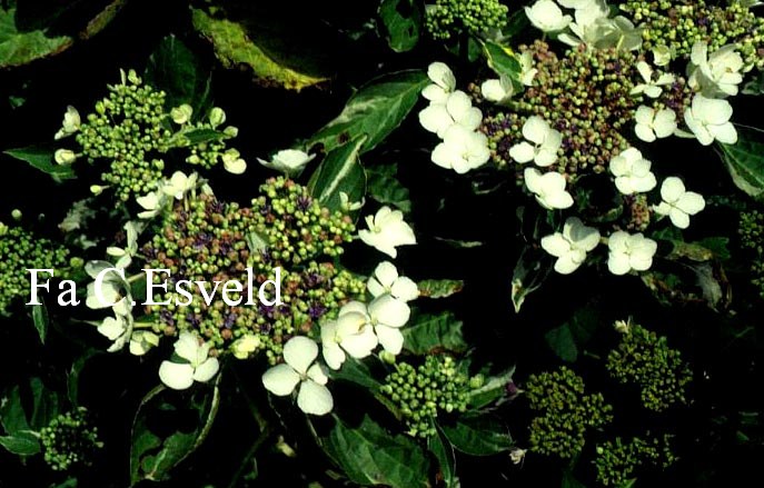 Hydrangea macrophylla 'Silver Var. Mariesii'