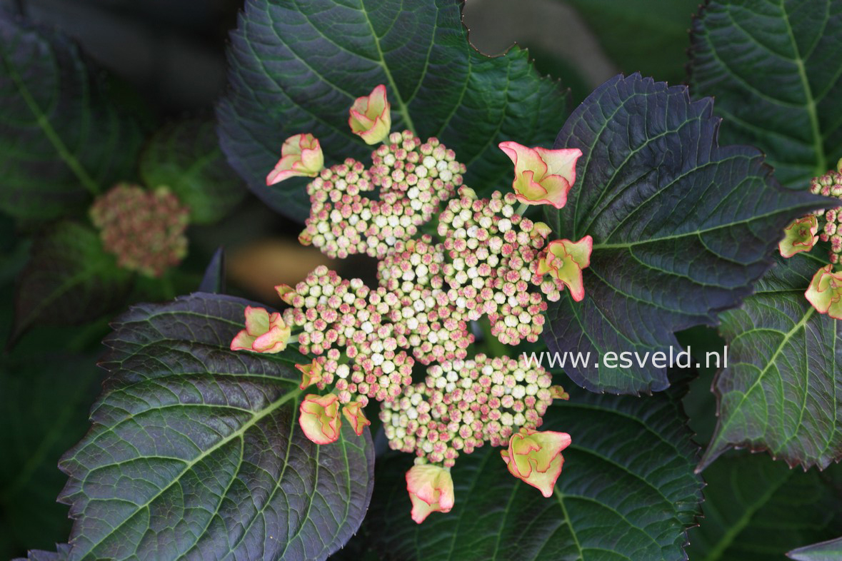 Hydrangea macrophylla 'Sita' (30271)