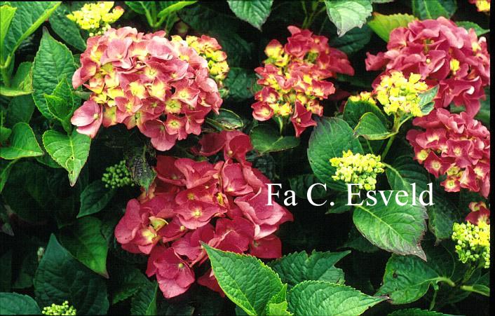 Hydrangea macrophylla 'Sonja Steiniger'