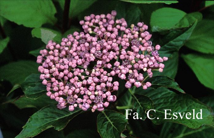 Hydrangea macrophylla 'Souv.Edouard d'Avdeew'