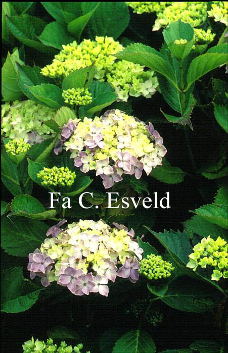 Hydrangea macrophylla 'Souvenir de Mme. E. Chautard'