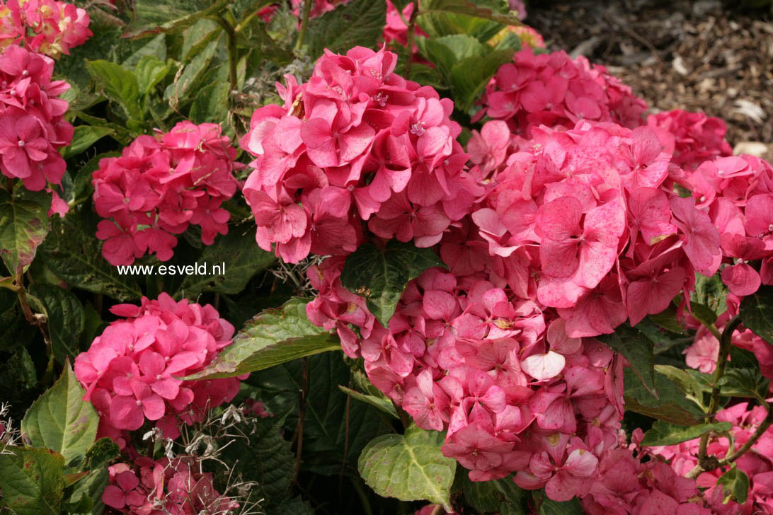 Hydrangea macrophylla 'Stephurea'