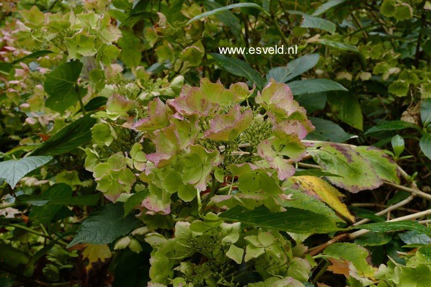 Hydrangea macrophylla 'Stourton Lace'